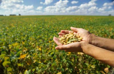 Somos terra boa - 29/01/2020 5 seed bank seedsinhand